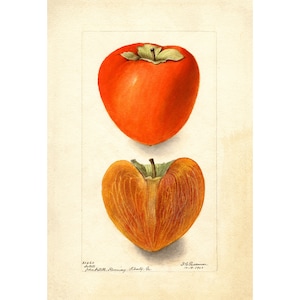 Pomological Watercolor Collection : Persimmon (c. 1886-1916) - Giclee Fine Art Print - Framed/Unframed/Canvas