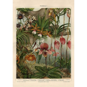 Orchid Fine Art Print - Antique Lithograph 1906 - Framed/Unframed