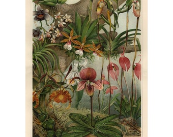 Impression d'art orchidée - Lithographie ancienne de 1906 - encadrée/sans cadre
