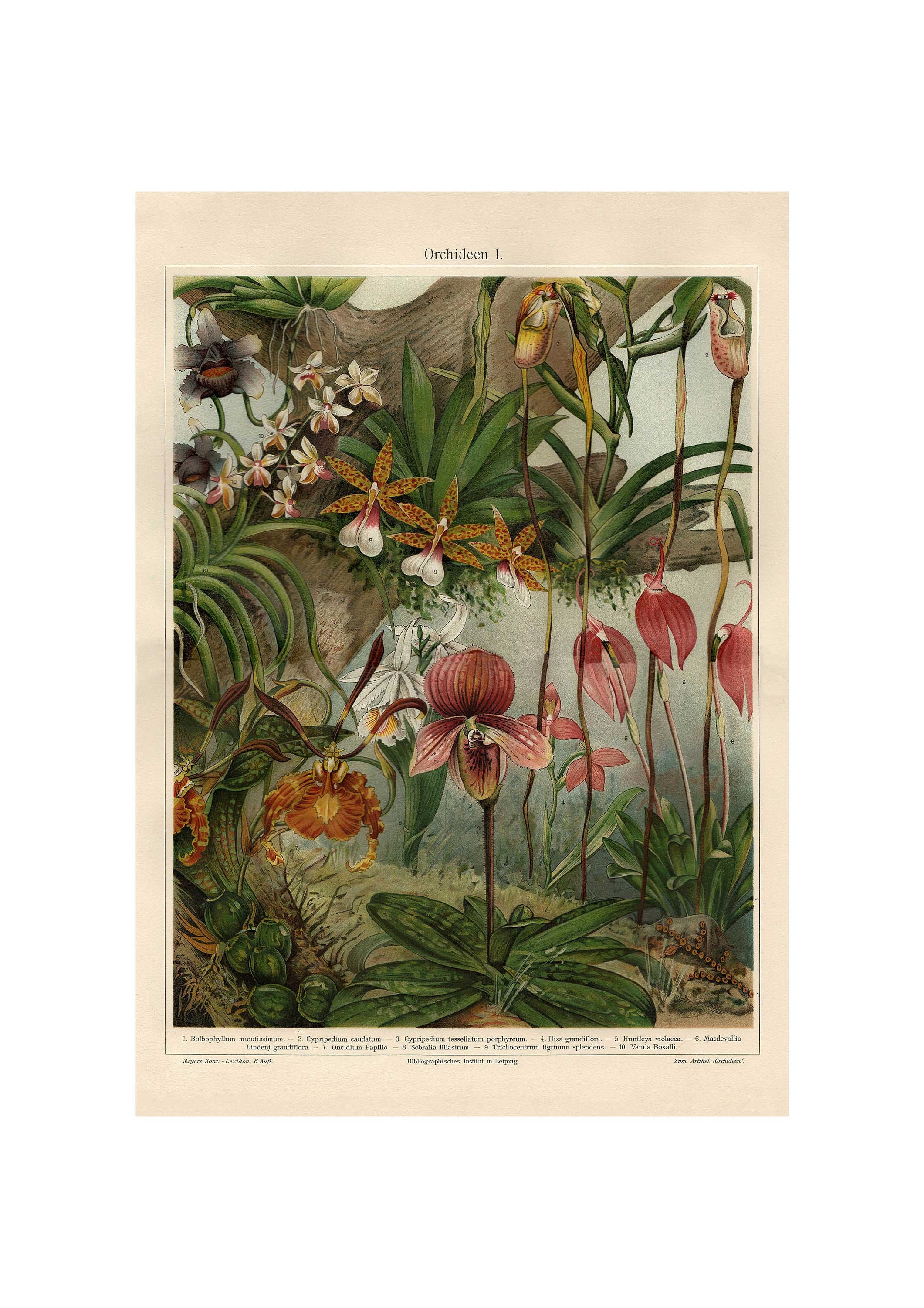 Orchid Fine Art Print - Antique Lithograph 1906 - Framed/unframed