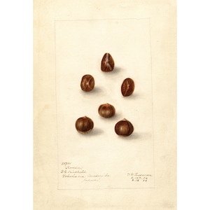 Pomological Watercolor Collection : Hazelnuts (c. 1886-1916) - Giclee Fine Art Print - Framed/Unframed/Canvas
