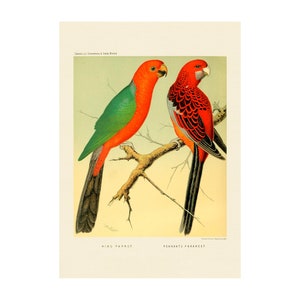 PARROT PRINT - Antique lithograph from 1880 - A4/A3 Framed/Unframed