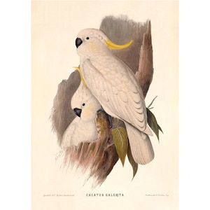 Gelbhaubenkakadu Giclee Fine Art Print - Gerahmt / Ungerahmt