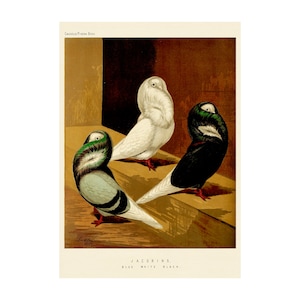 May include: Three Jacobins pigeons, one blue, one white, and one black, are perched on a wooden ledge. The pigeons are all facing forward with their heads turned to the side. The image is from the Cassell's Pigeon Book.