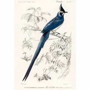Magpie - Vintage Print by Charles Dessalines D&#39; Orbigny - A2/A3/A4 Framed/Unframed