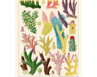 May include: A vintage illustration of various coral species from the Great Barrier Reef. The illustration features a variety of colors, including green, red, pink, blue, and yellow. The coral is depicted in a detailed and realistic style. The text "Great Barrier Reef Corals" is printed at the bottom of the illustration.