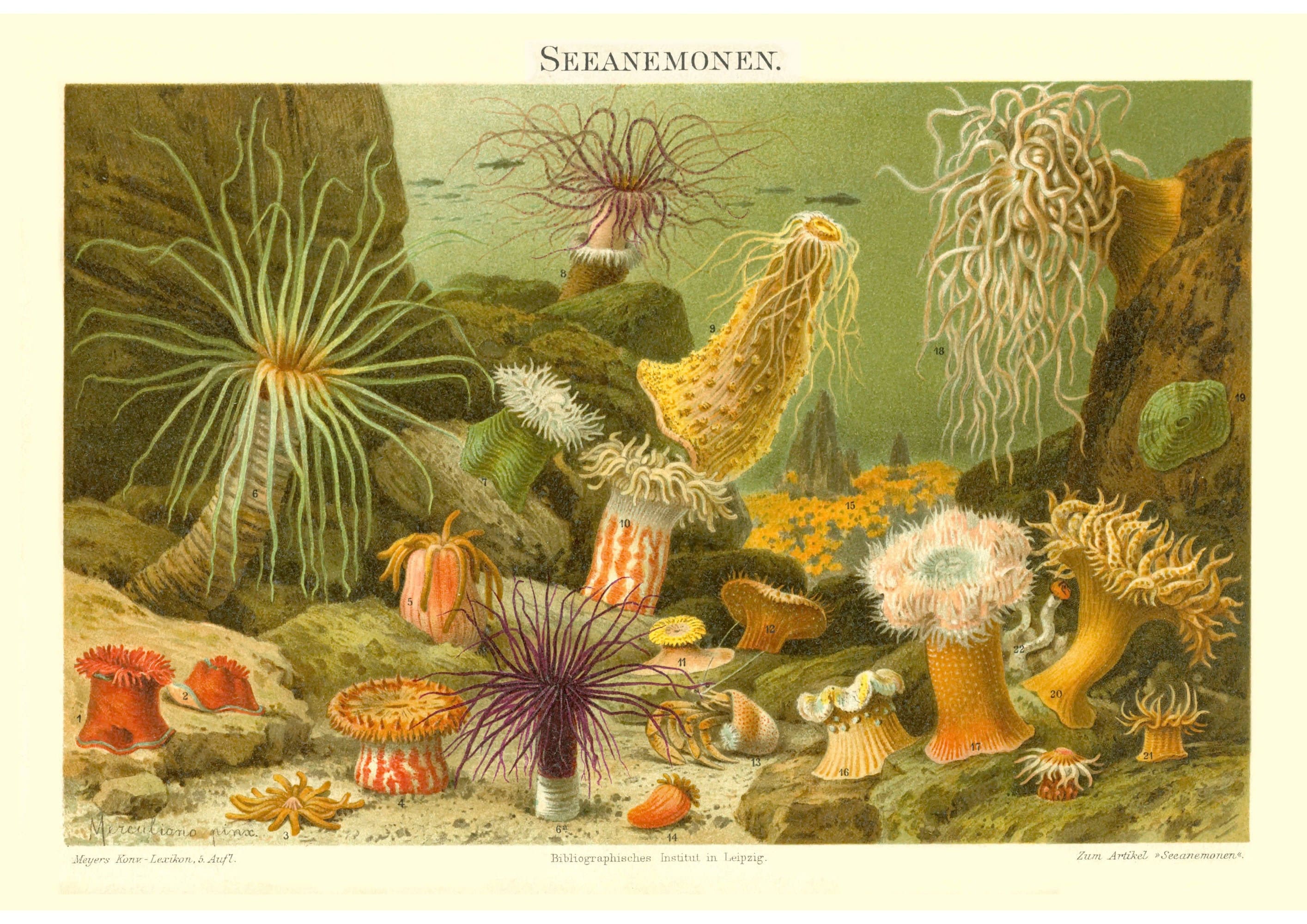 Sea Life Sea Anemones Fine Art Print - Antique Lithograph From