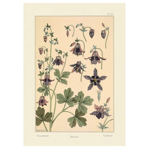 Plants and Their Application to Ornament : Columbine (1896) - Giclee Fine Art Print - Framed/Unframed/Canvas