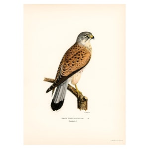 COMMON KESTREL Fine Art Print - Antique Lithograph from 1927 - A3/A4 Framed/Unframed
