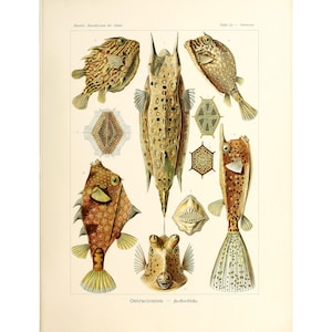 Ernst Haeckel - Formas de arte en la naturaleza: Ostraciontes - Kofferfische (1904) - Impresión artística Giclée - Enmarcada/Sin marco/Lienzo