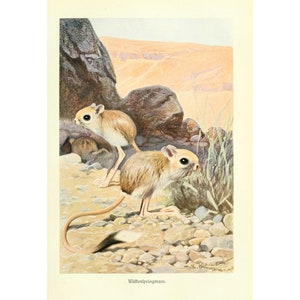 JERBOA - Antique Lithograph by Alfred Brehm - Giclee Print - Framed/Unframed