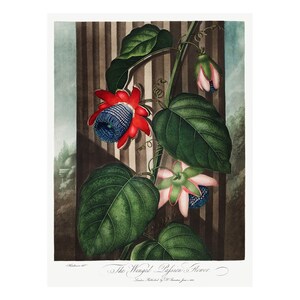 PASSION FLOWER - Antike Lithographie von Robert Thornton (1807) - Gerahmt/Ungerahmt