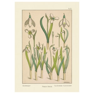 Plants and Their Application to Ornament : Snowdrop (1896) - Giclee Fine Art Print - Framed/Unframed/Canvas