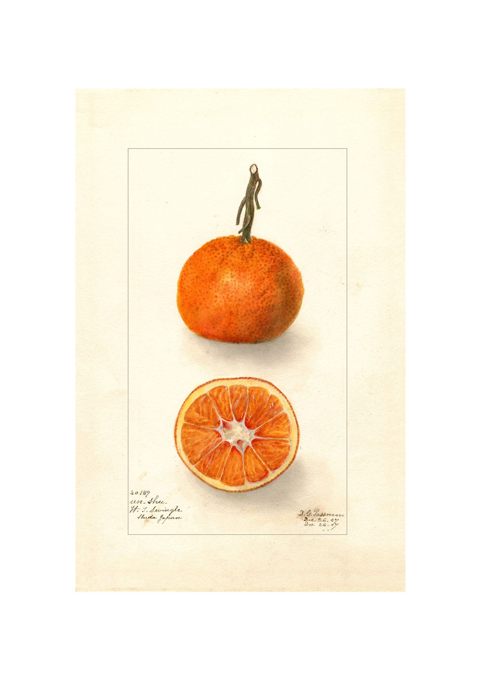 ORANGE Antique Lithograph Giclee Print Framed/unframed Etsy Denmark