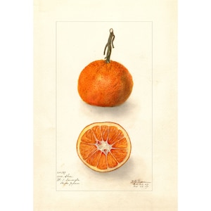 ORANGE - Antique Lithograph - Giclee Print - Framed/Unframed