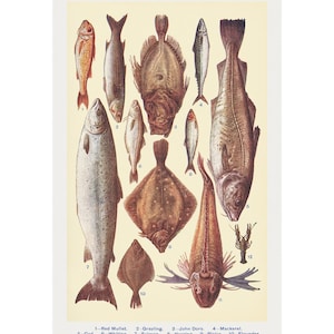 IMPRESSÃO DE TABELA DE PEIXES 1 - Litografia antiga do livro de receitas da Sra. Beeton - A3/A4 emoldurada/sem moldura