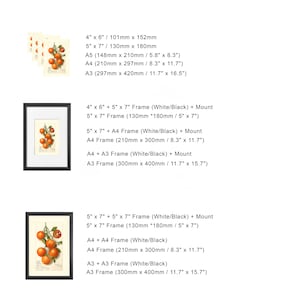 May include: A vintage botanical illustration of a citrus tree with ripe orange fruit. The image is framed in black and white and is available in various sizes, including 4x6 inches, 5x7 inches, A4, and A3.