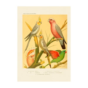 PARROT PRINT - Antique lithograph from 1880 - A4/A3 Framed/Unframed