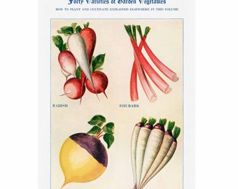 Radish, Rhubarb, Rutabaga, Salsify Vintage Giclee Print - Framed/Unframed