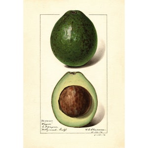 Pomological Watercolor Collection : Avocado (c. 1886-1916) - Giclee Fine Art Print - Framed/Unframed/Canvas