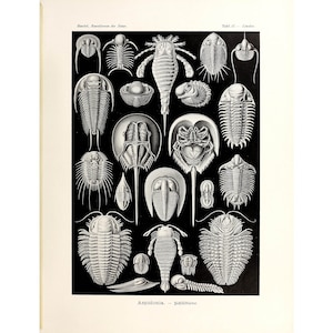 Ernst Haeckel - Art Forms in Nature : Trilobites and Horseshoe Crabs, Aspidonia (1904) - Giclee Fine Art Print- Framed/Unframed/Canvas