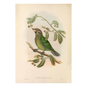 BLACK-EARED CATBIRD - Antique Lithograph - Giclee Print - Framed/Unframed