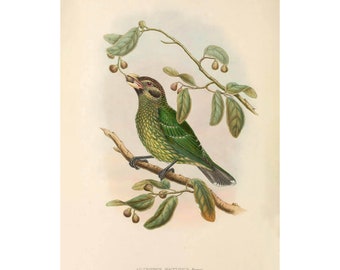 BLACK-EARED CATBIRD - Antique Lithograph - Giclee Print - Framed/Unframed