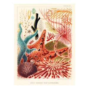 GREAT BARRIER REEF Echinoderms - Vintage Lithography from 1893 - A4/A3/A2 Framed/Unframed