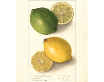 May include: A watercolor illustration of a lime and a lemon. The lime is whole and a half lime is next to it. The lemon is whole and a half lemon is next to it. The text "Washington Heights fruit Co.  Pomona  Press des G. Col." is in the bottom left corner. The text "E. S. Schutt  Jan't. 07  '1-1-18" is in the bottom right corner.