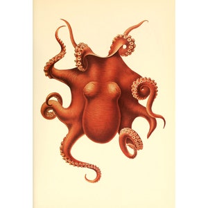 OCTOPUS ART PRINT - Benthoctopus Levis - A4/A3 Framed/Unframed