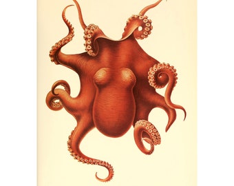 Könnte beinhalten: Eine detaillierte Illustration eines Kraken mit acht Tentakeln, die jeweils mit Reihen von Saugnäpfen versehen sind. Der Krake ist rotbraun und auf einem cremefarbenen Hintergrund dargestellt.