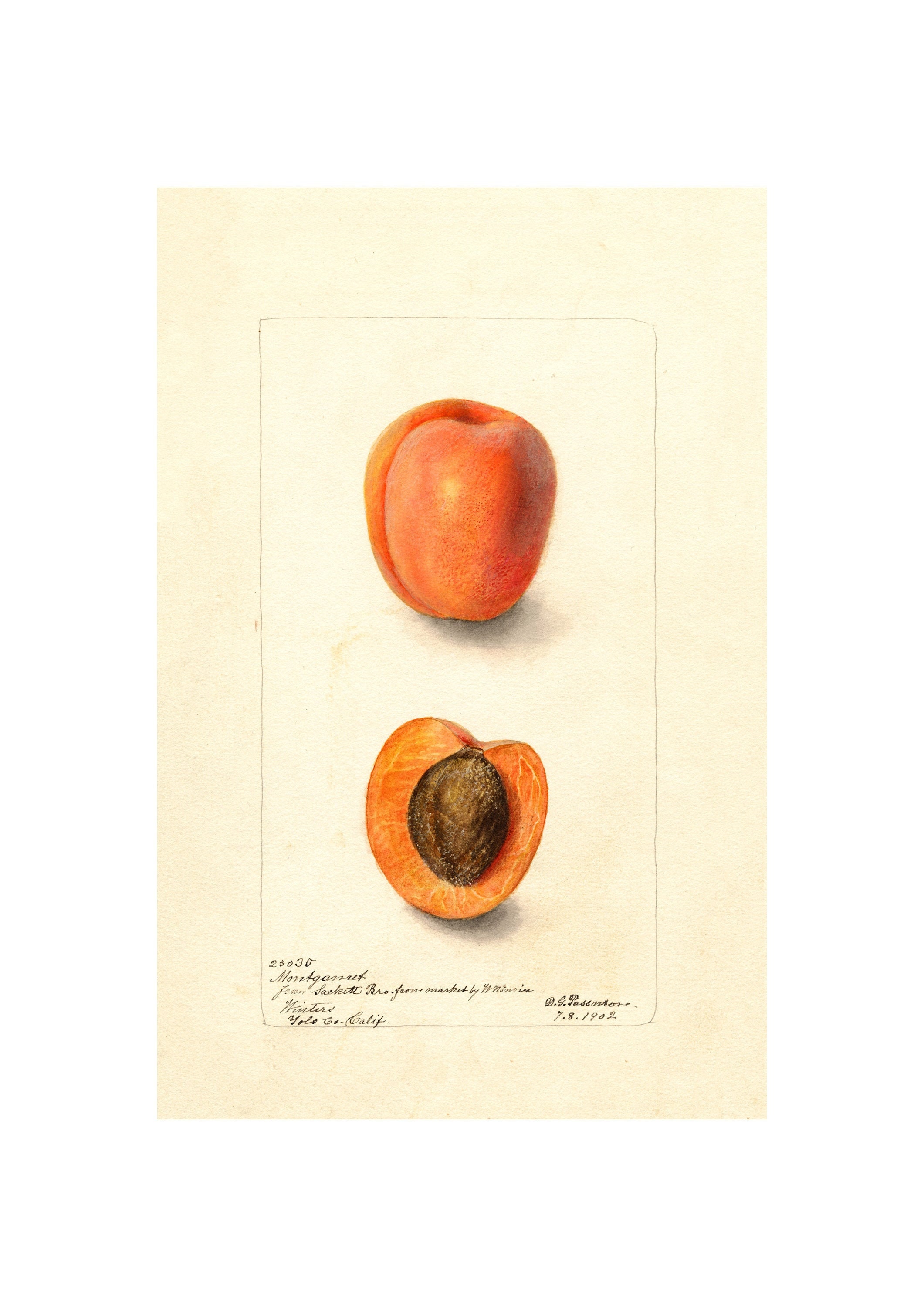 Pomological Watercolor Collection : Apricot (c. 1886-1916) - Giclee Fine Art Print - Framed/Unframed/Canvas