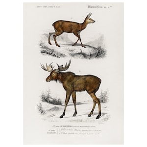 Deer, Elk - 1892 Antique Lithograph by Charles Dessalines D&#39; Orbigny - Giclee Print - Framed/Unframed
