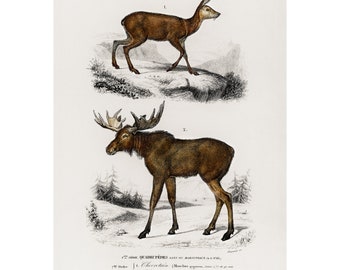 Ciervo, alce - Litografía antigua de 1892 por Charles Dessalines D' Orbigny - Giclee Print - Enmarcado/Sin marco