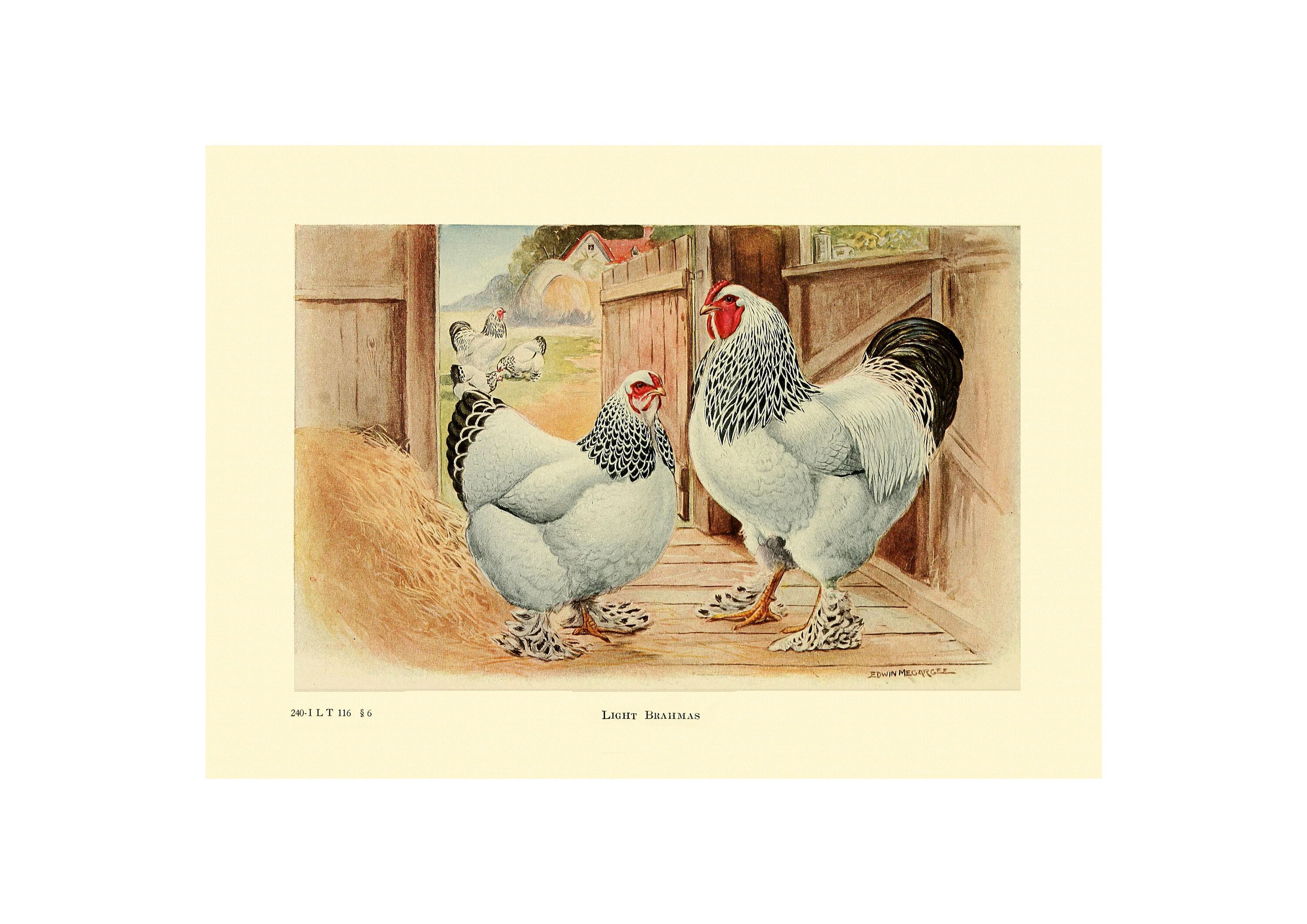 LIGHT BRAHMA - Vintage Lithograph - Giclee Print - Framed/unframed