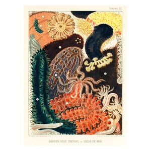 GREAT BARRIER REEF Trepang or Bêche-de-Mer - Vintage Lithography from 1893 - A4/A3/A2 Framed/Unframed