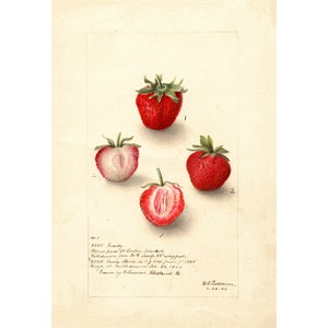 Pomological Watercolor Collection : Strawberry (c. 1886-1916) - Giclee Fine Art Print - Framed/Unframed/Canvas