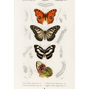 Four Butterflies - 1892 Antique Lithograph by Charles Dessalines D&#39; Orbigny - Giclee Print - Framed/Unframed