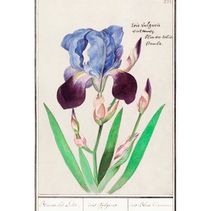 IRIS GICLEE PRINT - Antique Lithograph by Anselmus Boëtius de Boodt - A4/A3 Framed/Unframed