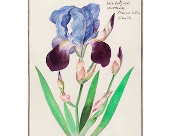 IRIS GICLEE PRINT - Antieke lithografie door Anselmus Boëtius de Boodt - A4/A3 ingelijst/ingelijst