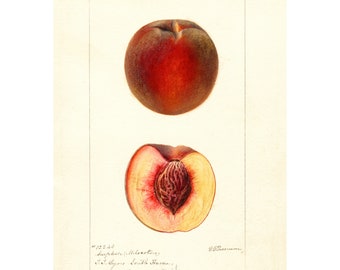 Pomological Watercolor Collection : Peach (c. 1886-1916) - Giclee Fine Art Print - Framed/Unframed/Canvas