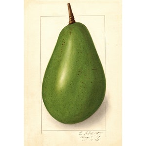 Pomological Watercolor Collection : Avocado (c. 1886-1916) - Giclee Fine Art Print - Framed/Unframed/Canvas