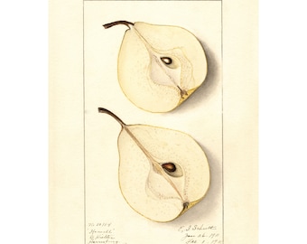 Pomological Watercolor Collection : Pear (c. 1886-1916) - Giclee Fine Art Print - Framed/Unframed/Canvas