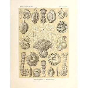 Ernst Haeckel - Formas de arte en la naturaleza: Talamophora - Kammerlinge (1904) - Impresión artística Giclée - Enmarcada/Sin marco/Lienzo