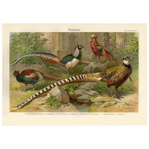 PHEASANTS Vintage Retro Print - A4/A3/A2 Framed/Unframed