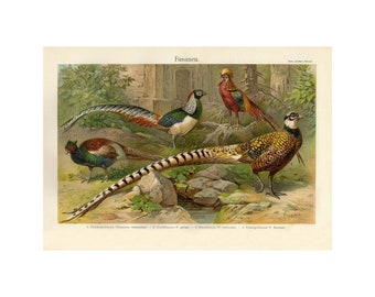 PHEASANTS Vintage Retro Print - A4/A3/A2 Framed/Unframed