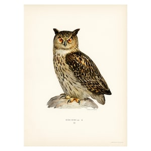 Eagle Owl Fine Art Print - Antique Lithograph from 1927 - A3/A4 Framed/Unframed