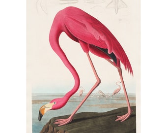 May include: A vintage illustration of a pink American Flamingo standing on a rock by the water. The bird is in a bent position with its head down, as if it is drinking. The illustration is from John James Audubon's "Birds of America" and includes the text "American Flamingo.  From the Bahamas."