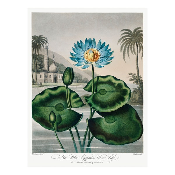 Blaue ägyptische Seerose - Antike Lithographie von Robert Thornton (1807) - Gerahmt/Ungerahmt