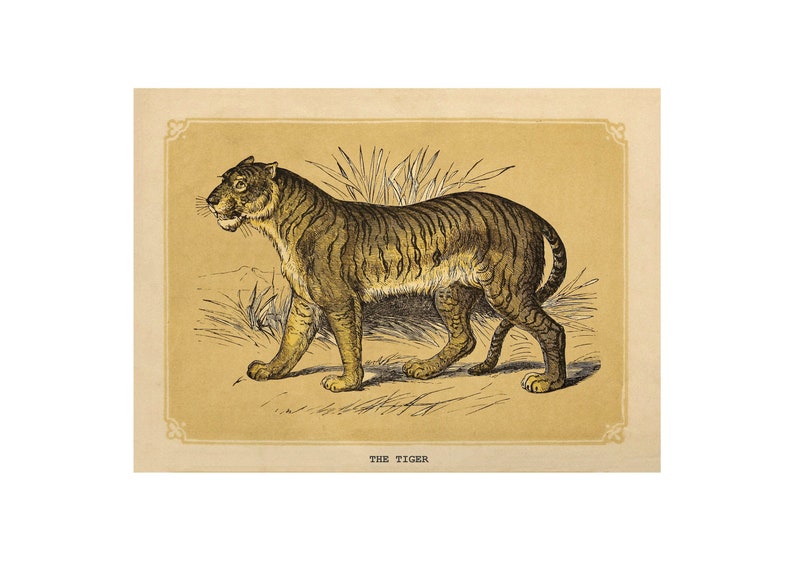 TIGER VINTAGE PRINT A4A3 FramedUnframed Antique Animal